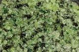 Peridot Crystals in Basalt - Arizona #340226-1
